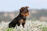 YORKSHIRE TERRIER 080